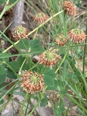 Trifolium hybridum