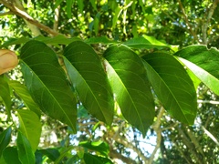 Ganophyllum falcatum