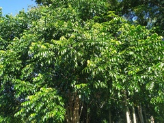 Ganophyllum falcatum