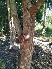 Ganophyllum falcatum