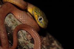 Boiga cyanea