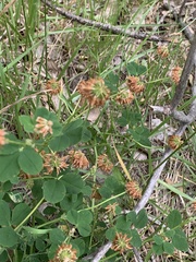 Trifolium hybridum