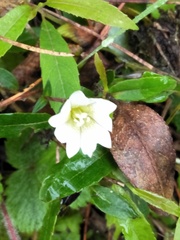 Gentiana flavomaculata