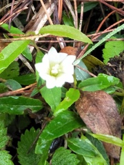 Gentiana flavomaculata