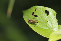 Cholomyia inaequipes