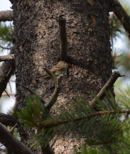 iNaturalist observation photo of Dusky Flycatcher