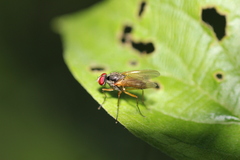 Cholomyia inaequipes