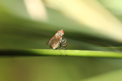 Cholomyia inaequipes