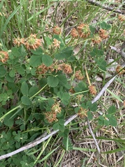 Trifolium hybridum