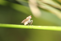Cholomyia inaequipes