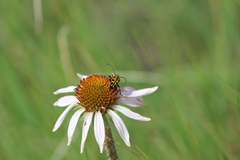 Typocerus octonotatus