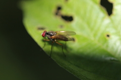 Cholomyia inaequipes