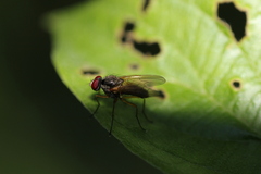 Cholomyia inaequipes