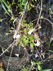 Mazus alpinus