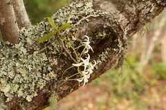 Mystacidium capense