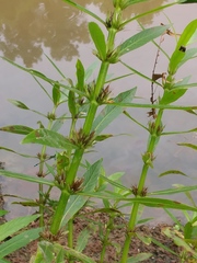 Hygrophila lacustris