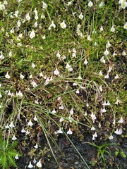 Mazus alpinus