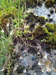 Mazus alpinus