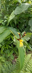 Cautleya