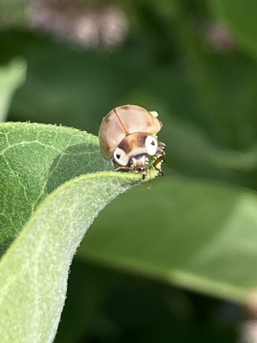Streaked Lady Beetle photographed in Minnesota