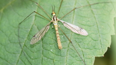 Nephrotoma virescens