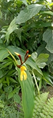 Cautleya