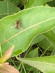Parhelophilus obsoletus
