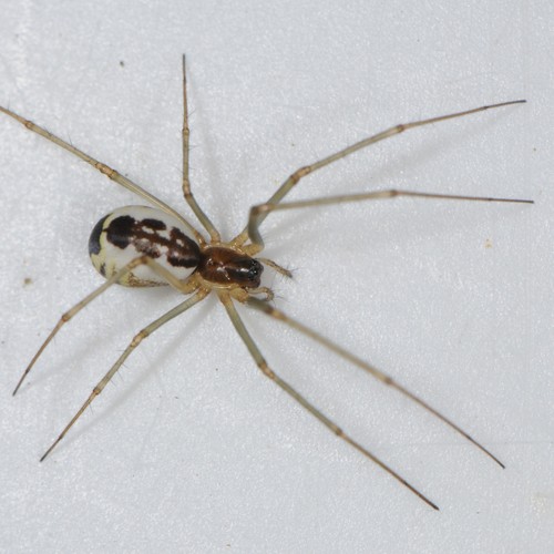 Filmy Dome Spider