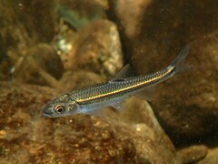 Notropis leuciodus