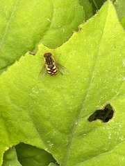Parhelophilus obsoletus