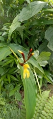 Cautleya