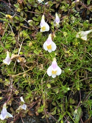 Mazus alpinus