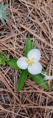 Weldenia candida