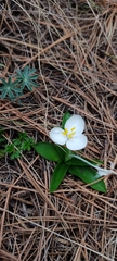 Weldenia candida
