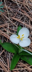 Weldenia candida