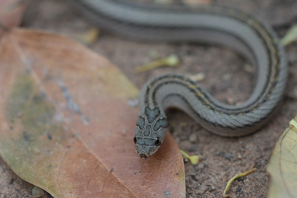 Striped Kukri Snake