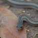 Striped Kukri Snake - Photo (c) tristanv, some rights reserved (CC BY-NC)