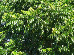 Ganophyllum falcatum