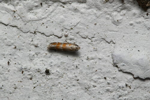 Orange Stripe-backed Moth photo 3