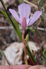Clarkia dudleyana