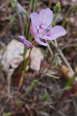 Clarkia dudleyana