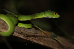 Trimeresurus macrops