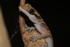 Cyrtodactylus intermedius