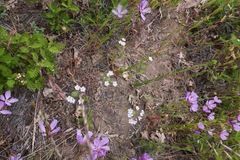 Clarkia dudleyana