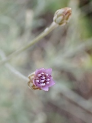Xeranthemum