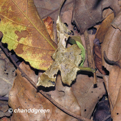 Krananda oliveomarginata