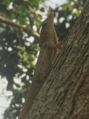Anolis stratulus