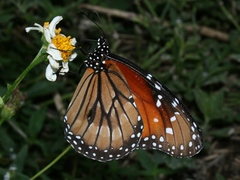 Danaus eresimus tethys