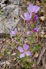 Clarkia dudleyana
