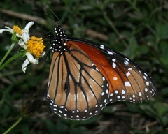 Danaus eresimus tethys